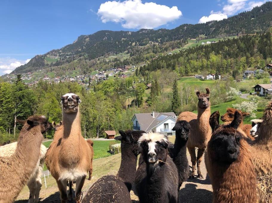 Jurte Beim Lama- & Alpakahof Triesenberg Hotel Bagian luar foto