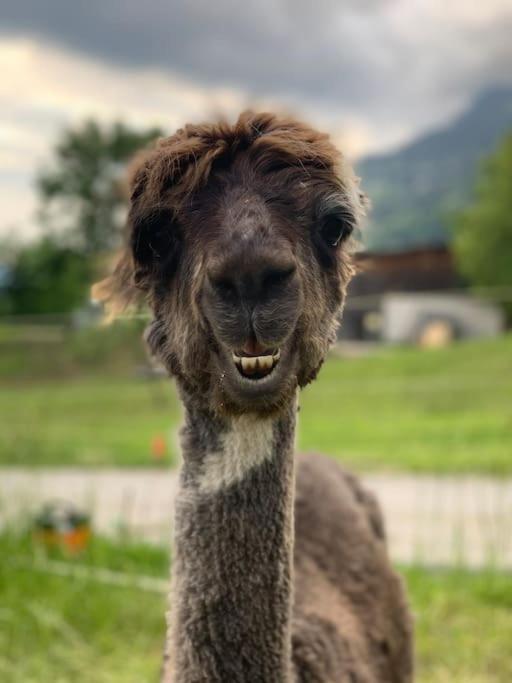 Jurte Beim Lama- & Alpakahof Triesenberg Hotel Bagian luar foto