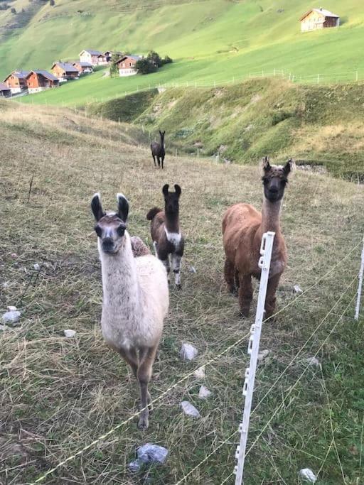 Jurte Beim Lama- & Alpakahof Triesenberg Hotel Bagian luar foto