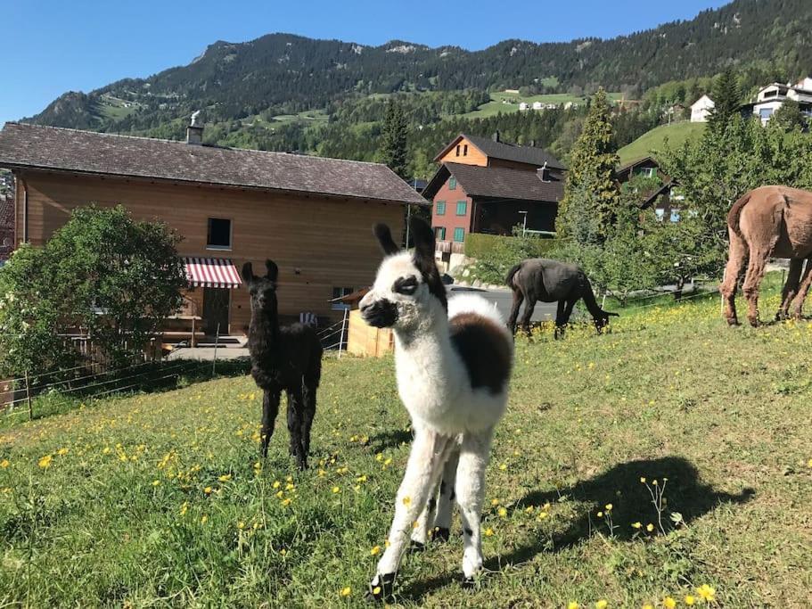 Jurte Beim Lama- & Alpakahof Triesenberg Hotel Bagian luar foto