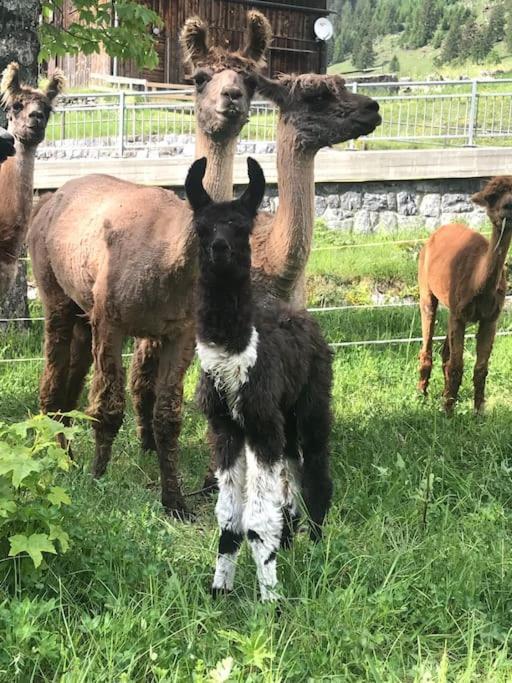 Jurte Beim Lama- & Alpakahof Triesenberg Hotel Bagian luar foto