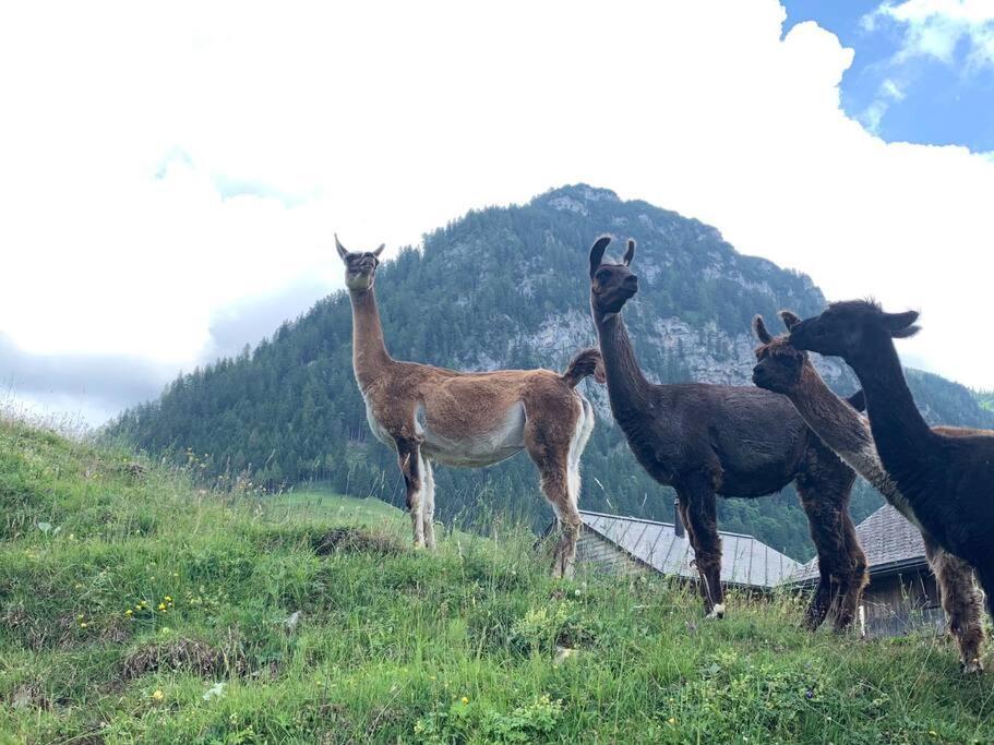 Jurte Beim Lama- & Alpakahof Triesenberg Hotel Bagian luar foto