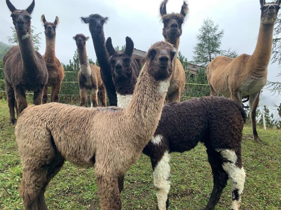 Jurte Beim Lama- & Alpakahof Triesenberg Hotel Bagian luar foto