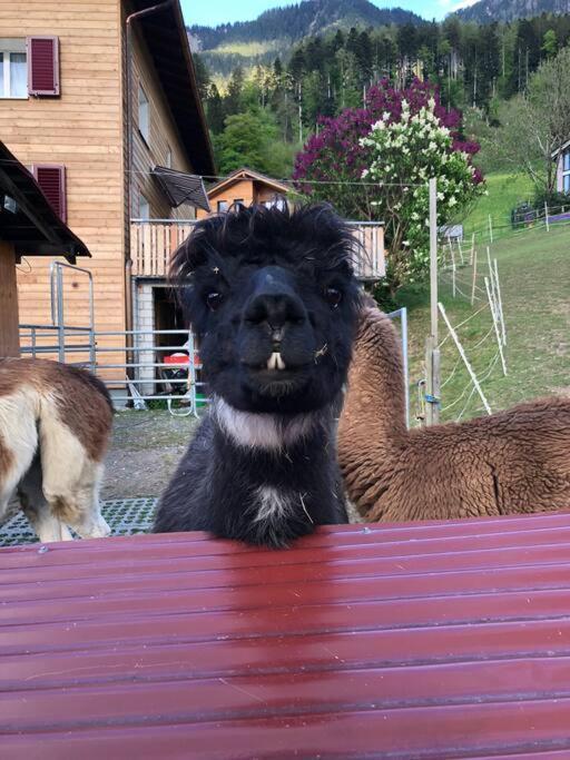 Jurte Beim Lama- & Alpakahof Triesenberg Hotel Bagian luar foto