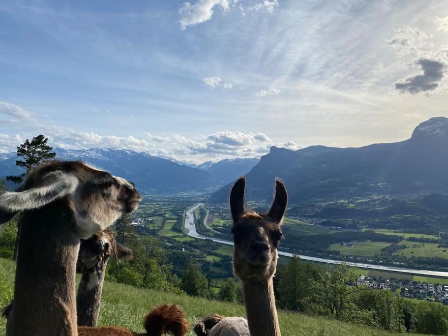 Jurte Beim Lama- & Alpakahof Triesenberg Hotel Bagian luar foto